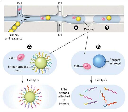 早期人胎盤中的單細胞RNA-Seq細胞可以揭示問題懷孕