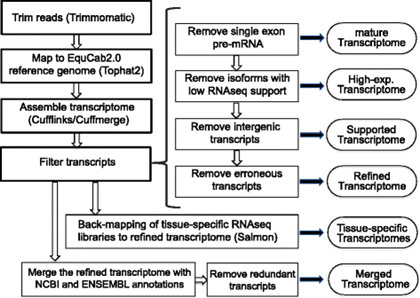 更精細的馬轉錄組測序